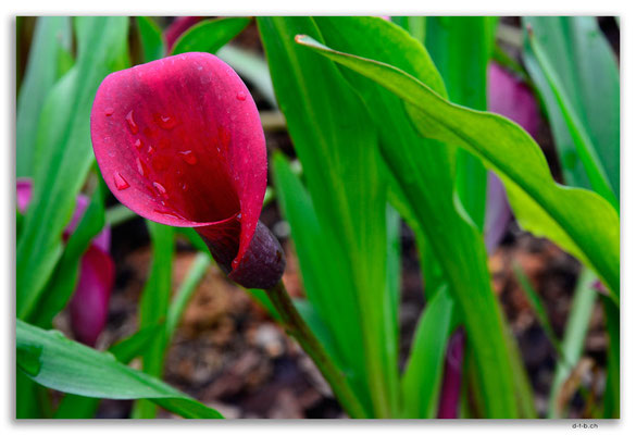 MO0037.Taipa.Blume im Garten