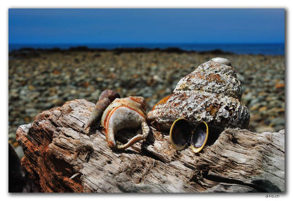 NZ0634.Patons Rock.Shells