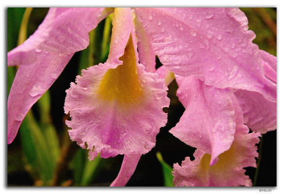 FJ0017.Garden of Sleeping Giant.