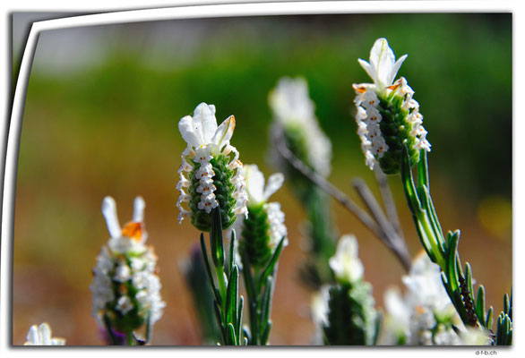 AU0629.Blume