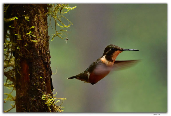 EQ0274.Mindo.Cotingas Bird reserve.Colibri