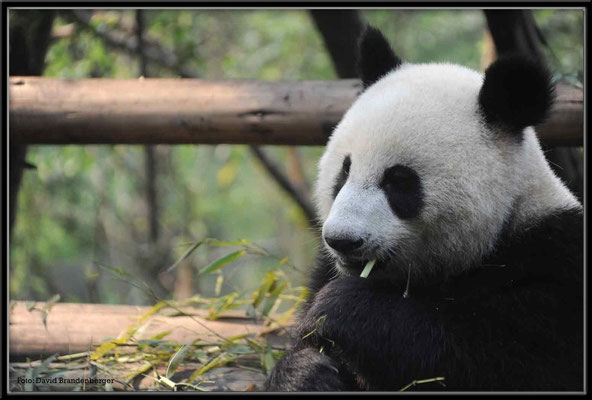 C0748Panda Zoo Chengdu