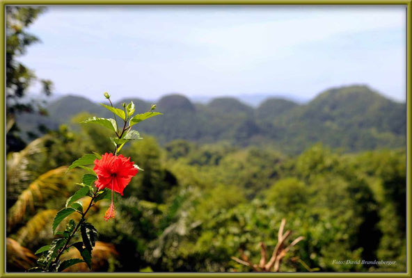 JM048.Hibiskus