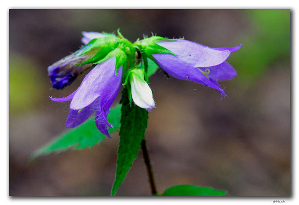 PL179.BialowiezaN.P. Blume