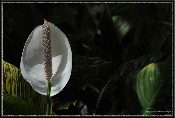 JM004 Blume.Long Bay