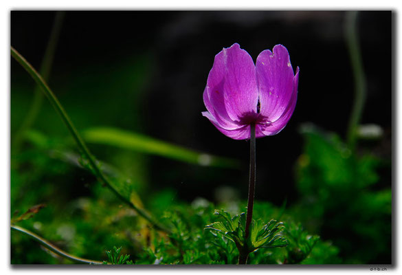 TR0209.Kayaköy.Blume
