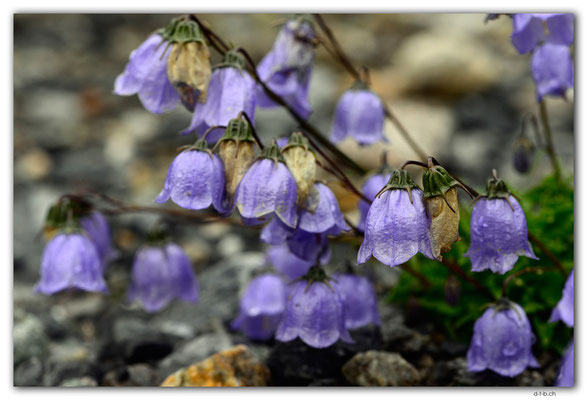 GW0552.Kleine Glockenblume