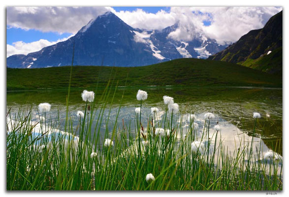 GW0315.Alpsee mit Wollgras