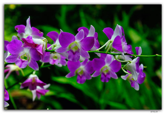 SIN0089.Botanical Garden