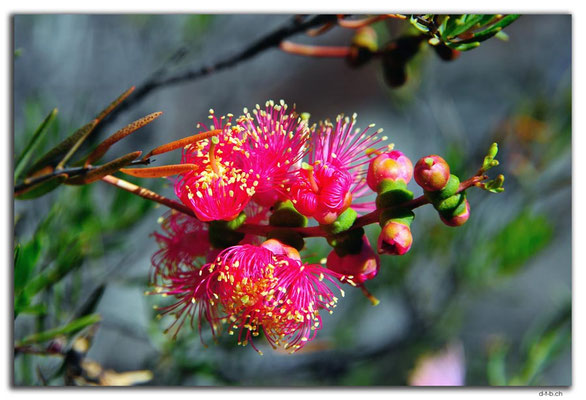 AU0887.Dundas Rocks.Blüte