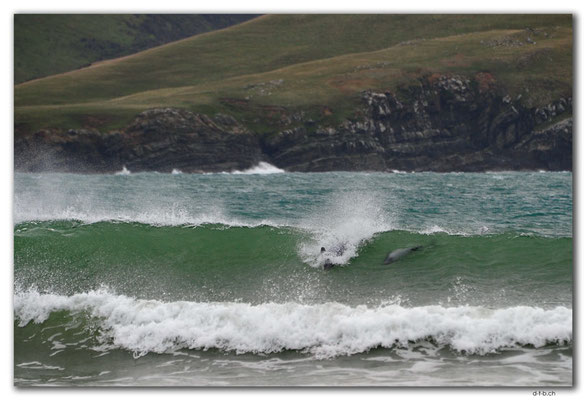 NZ0942.Curio Bay.Porpoise Bay.Hector's Dolphin