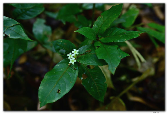 SR0057.Brownsberg N.P.Flower
