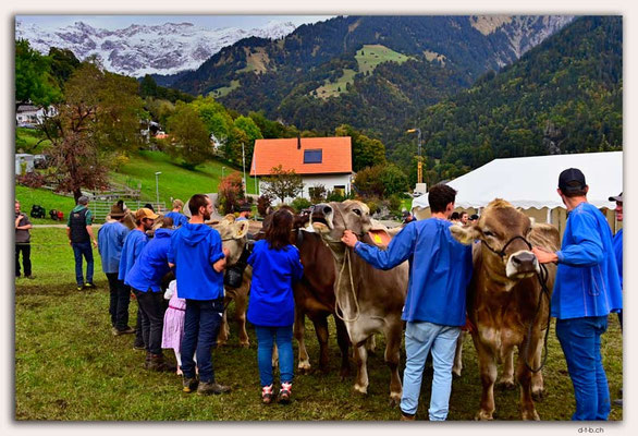 CH1167.Alpspektakel Seewis.Rindercontest