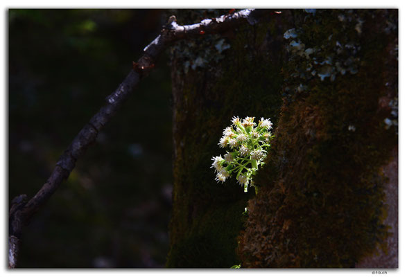 GW0091.Bergblume