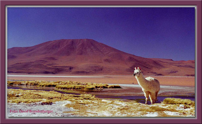 62.Alpaka, Altiplano,Bolivien