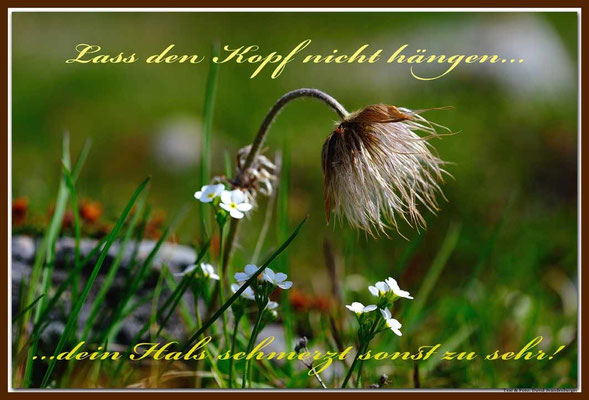 S0185.Anemone,Julierpass.CH. Text: d-t-b