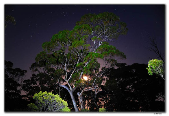 AU0885.Bromus Dam.Gumtree