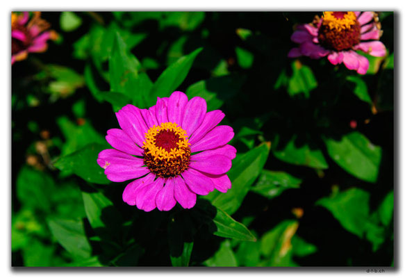 AZ062.Yanar Dag.Blume