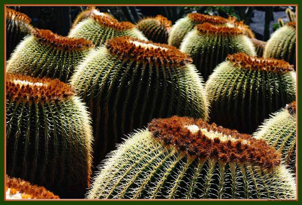 LAN027 Jardin de Cactus