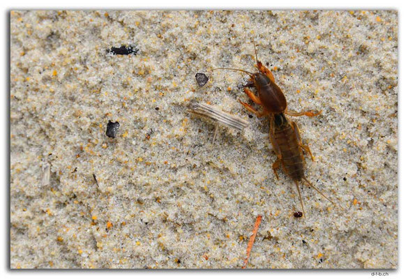 AU1432.Henty Dunes.Insect