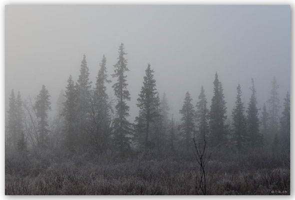 SE0048 Lappland im Nebel