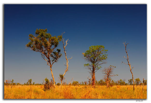 AU0236.Boab Baum