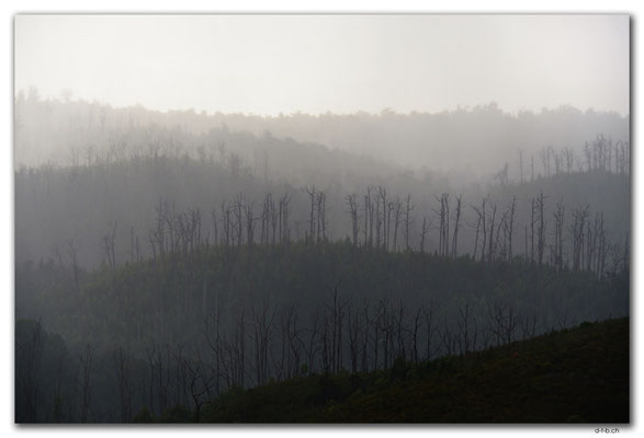AU1443.Arthur Pieman Conservation Area.Forest in the mist