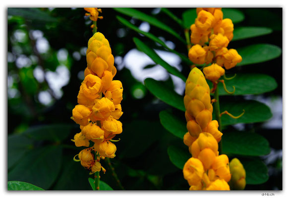 SIN0001.Sky Gardens at Capita Spring.Flowers