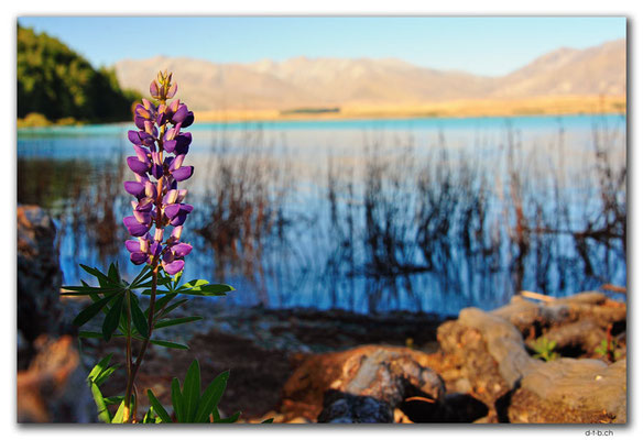 NZ0805.Lake Tekapo.Flower