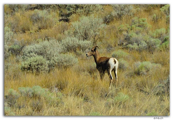 CA0534.Spences Bridge. Sheep