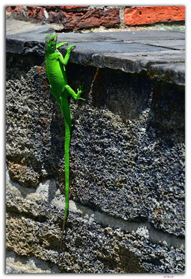 SR0013.Paramaribo.Fort Zeelandia