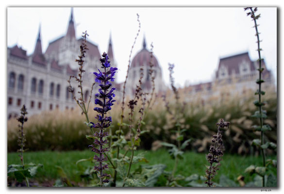HU030.Budapest.Lavendel