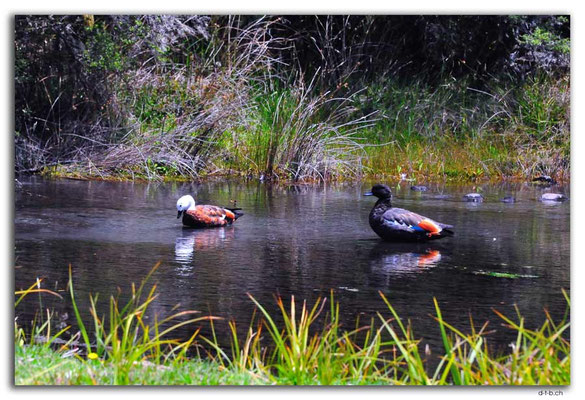 NZ0646.Nelson Lakes N.P.A pair of Paradise Shelducks