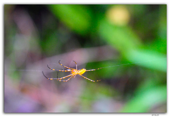 VT0120.Efate.Erakor.Spider