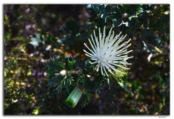 AU0611.Nilgen N.R.Melaleuca systena