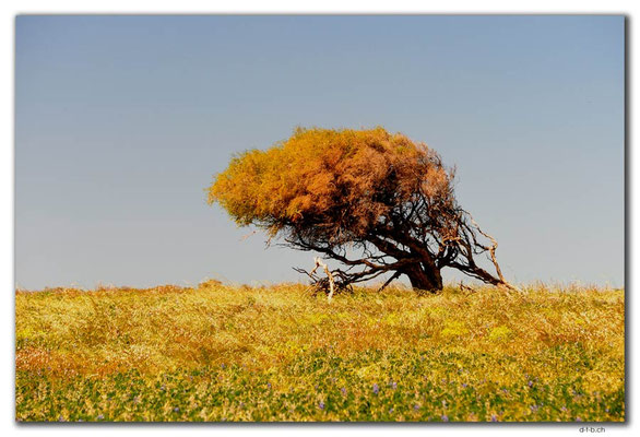 AU0514.Leaning Tree