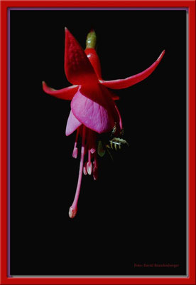 A0038 Fuchsie mit Biene,Klosters,CH