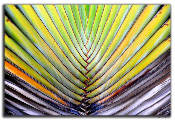 CN0471.Nanshan Temple.Palme