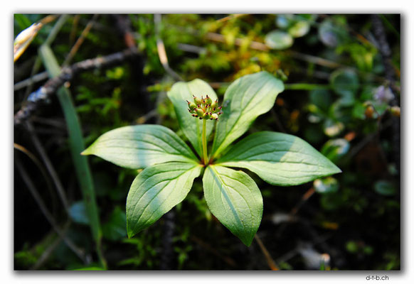CA0619.Lake Waterfowl. Plant