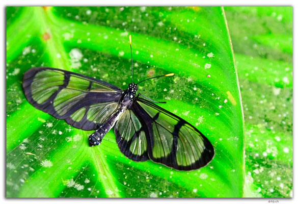 EQ0337.Mindo.Mariposario.Methona confusa