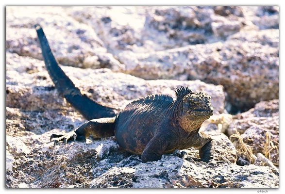 EQ0231.Genovesa Island.Marine Iguana