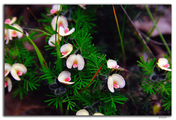AU0675.Greenmount N.P.Blume