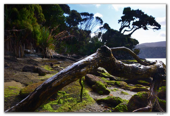 NZ0874.Stewart Island.Rakiura Track.North Arm
