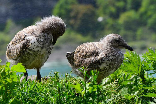 CA0362 Niagara Falls Ringbilled Seagull