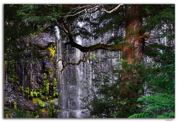 AU1305.Mt.Field N.P. Russell Fall