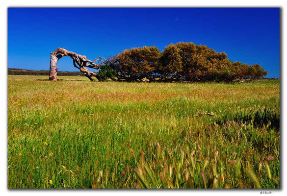 AU0510.Greenough.Leaning Tree