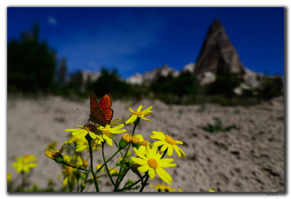 TR0754.Göreme.Schmetterling