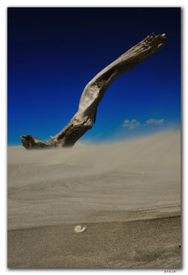 NZ0613.Farewell Spit.Ocean Beach.Drift wood