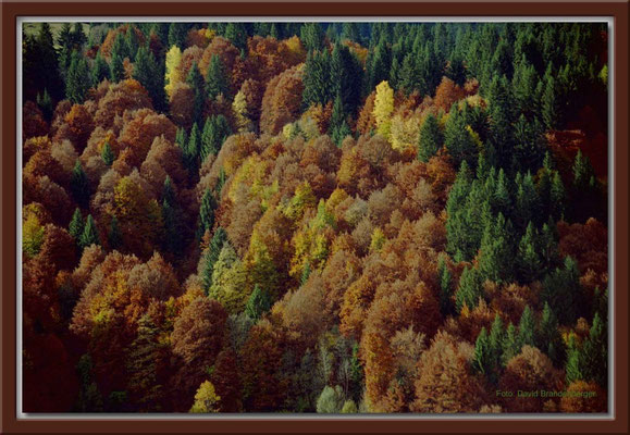 A0040,Wald,Klosters,CH