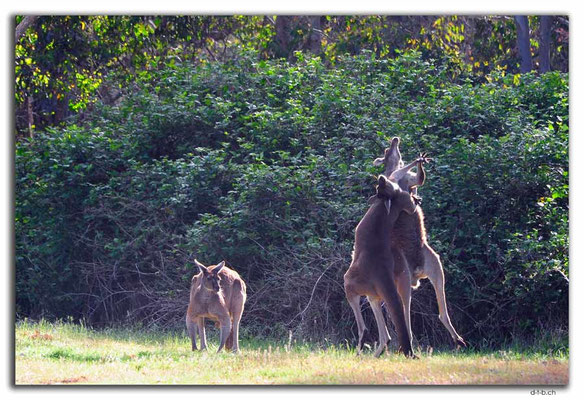 AU0769.Quinninup.Kangaroos